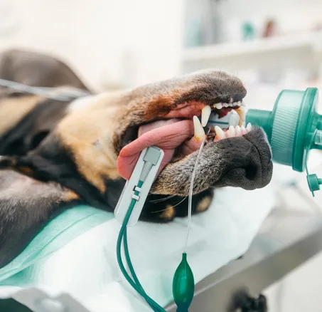 content-leistungen-3-chierurgie