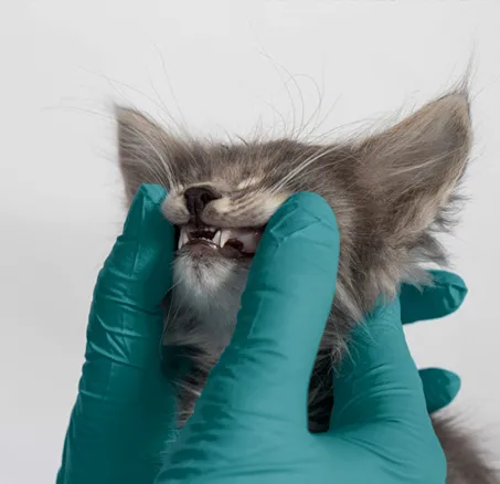 content-leistungen-4-zahnmedizin